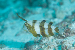 BD-111128-Raja-Ampat-5510-Iniistius-pavo-(Valenciennes.-1840)-[Peacock-wrasse].jpg